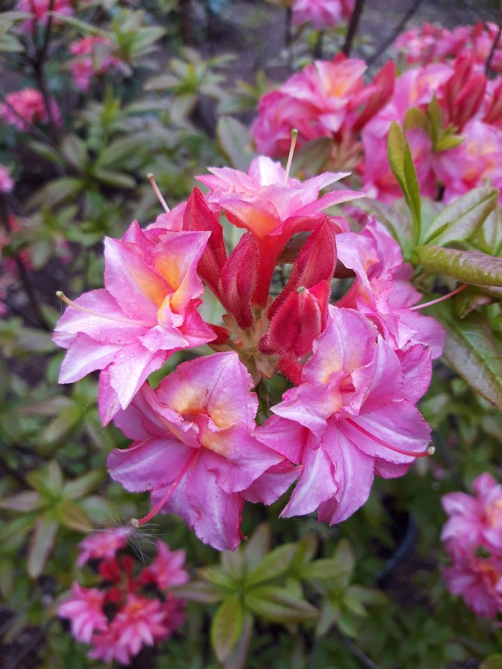 Linnet